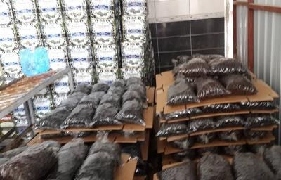 CHP�den �Zeytinle Oy Avc�l����