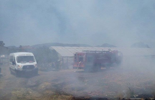 An�z Yang�n� Pani�e Neden Oldu