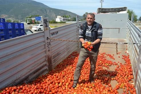 Domates Sal�aya Gidiyor