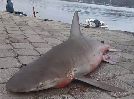 Bal�k��lar K�pek Bal��� Yakalad�