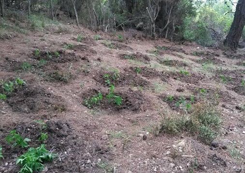 Ormanl�k Alanda 1200 K�k Kenevir Ele Ge�irildi