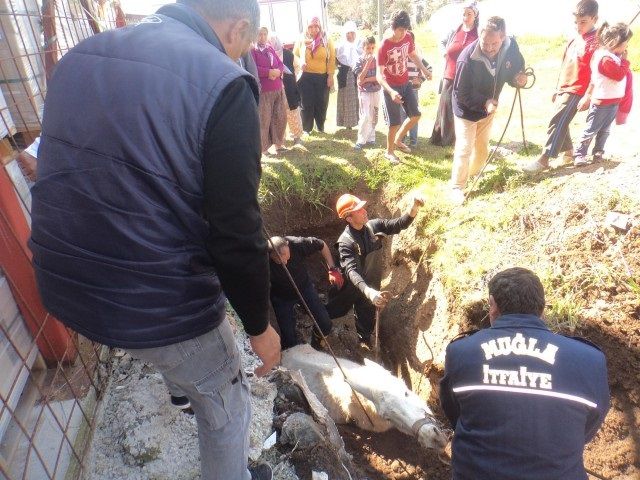 �tfaiye Ekipleri, �ukurda Mahsur Kalan At� Kurtard�