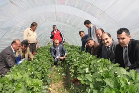 Lenox Tarla G�n� Yap�ld� 