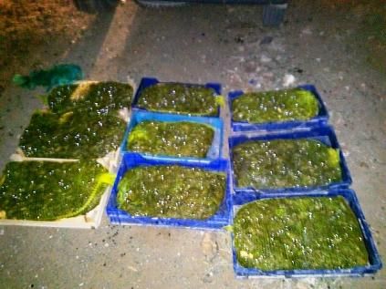 Jandarma�dan Ka�ak Kurba�a Operasyonu