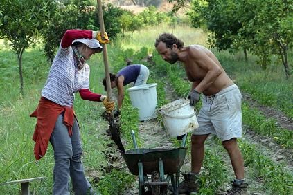 Tatil cretini Tarlada dyorlar