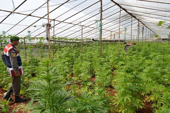 �eker Hastas� Oldu�u ��in 4 Bin K�k Kenevir Ekmi�