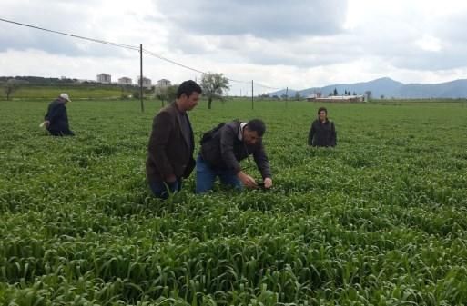 2014 Y�l� S�ne S�rvey �al��malar� Ba�lad�