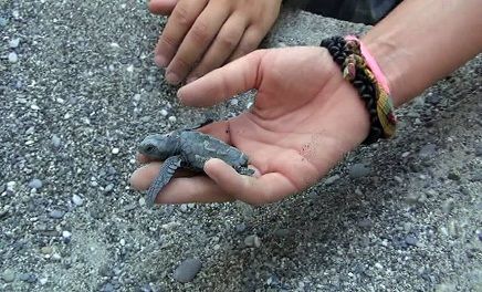 Fethiye�de Yavru Carettalar Denizle Bulu�tu