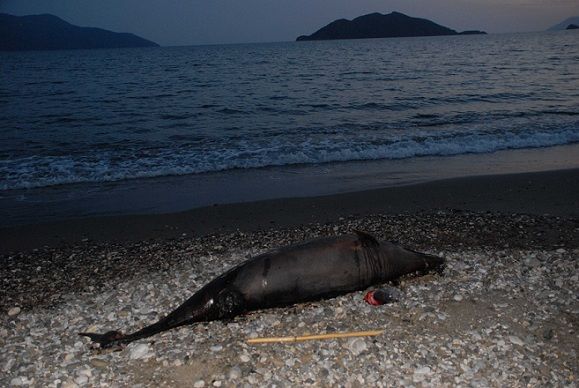 l Yunus Sahile Vurdu