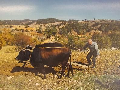 Aln Terinin, Bereketin Gn